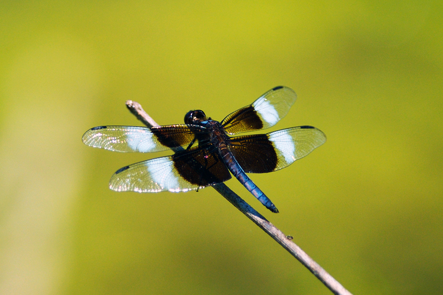 widow-skimmer-900x600